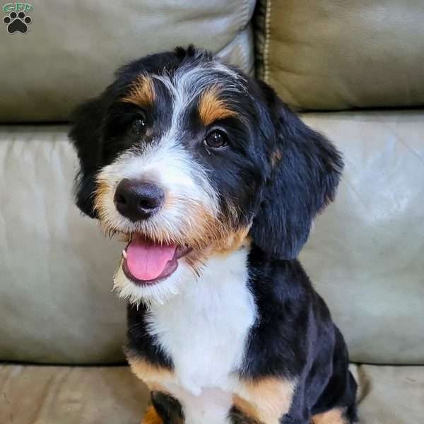 TRACEY, Australian Mountain Doodle Puppy
